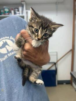 Gunsmoke -  Domestic Short Hair Cat for Adoption in Sullivan, Indiana - Gunsmoke | PetCurious