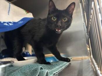 Ontario -  Domestic Short Hair Cat for Adoption in Schenectady, New York - Ontario | PetCurious