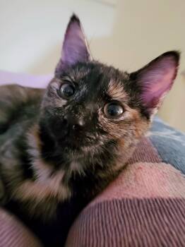 Rescue Tortoiseshell Cats for Adoption in Mount Pleasant, South Carolina - Nala | PetCurious