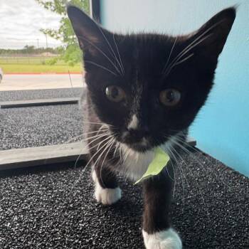 Domestic Short Hair Cats Available for Adoption in Leander, Texas - Nicole | PetCurious