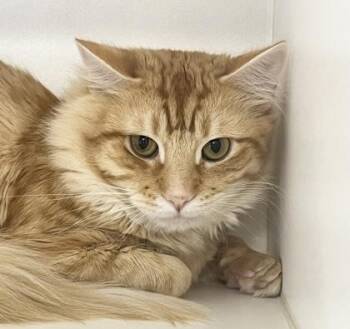 Domestic Medium Hair and Domestic Short Hair Cats Available for Adoption in Savannah, Georgia - Ricky Bobby | PetCurious