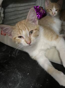 Sally -  Domestic Short Hair and Tabby Cat for Adoption in Zimmerman, Minnesota - Sally | PetCurious