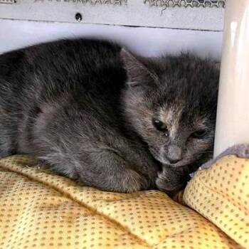 Domestic Short Hair Cats Available for Adoption - Pee Wee | PetCurious