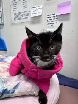 Rescue Domestic Short Hair Cats for Adoption in Pomona, New York - Boots | PetCurious