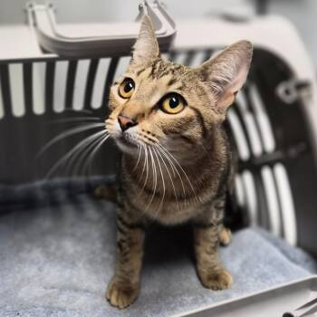 Domestic Short Hair Cats Available for Adoption in Wahiawa, Hawaii - Honey | PetCurious