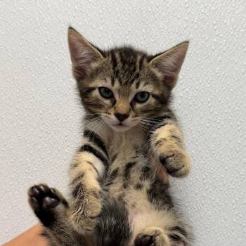 Milo -  Domestic Short Hair Cat for Adoption in Sunnyvale, California - Milo | PetCurious