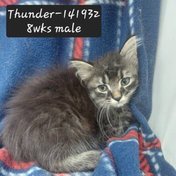 Thunder -  Domestic Medium Hair Cat for Adoption in New Tazewell, Tennessee - Thunder | PetCurious