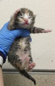 Domestic Short Hair Cats Available for Adoption - HABANERO | PetCurious