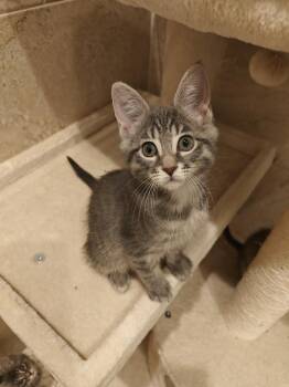 Domestic Short Hair Cats Available for Adoption - Great White | PetCurious