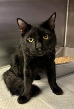 Domestic Short Hair Cats Available for Adoption in Victorville, California - Arlo | PetCurious