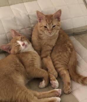 Mango & Peaches (Bonded Pair) -  Domestic Short Hair Cat for Adoption in Sterling Heights, Michigan - Mango & Peaches (Bonded Pair) | PetCurious