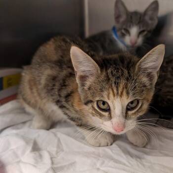 Dutchess -  Domestic Short Hair Cat for Adoption in Ardmore, Oklahoma - Dutchess | PetCurious