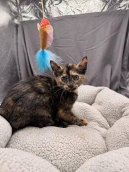 BEATRICE -  Domestic Short Hair Cat for Adoption in Grovetown, Georgia - BEATRICE | PetCurious