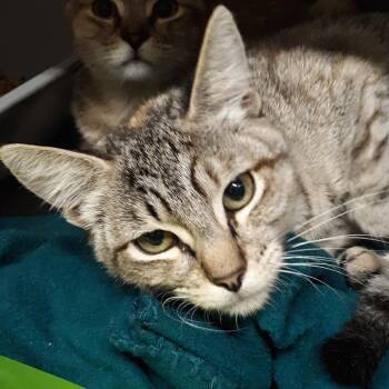 Fruit Loops -  Domestic Short Hair Cat for Adoption in Spokane, Washington - Fruit Loops | PetCurious