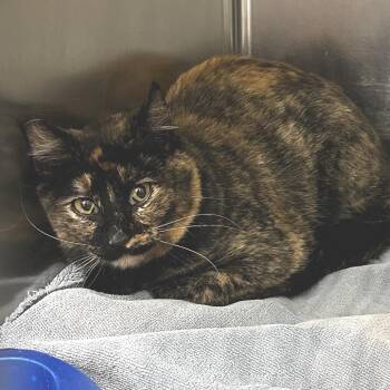 Rosario -  Domestic Medium Hair Cat for Adoption in Warrensburg, Missouri - Rosario | PetCurious