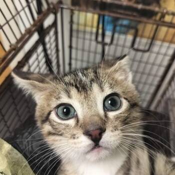 SHAGGY -  Domestic Short Hair Cat for Adoption in Pueblo, Colorado - SHAGGY | PetCurious