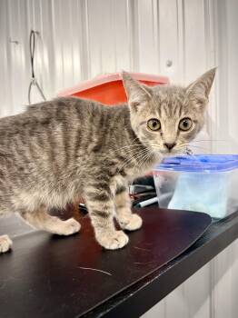 Johanna -  Domestic Short Hair Cat for Adoption in Kalamazoo, Michigan - Johanna | PetCurious