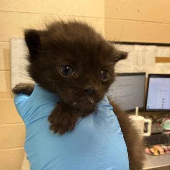 Thunder -  Domestic Short Hair Cat for Adoption in Troy, Virginia - Thunder | PetCurious