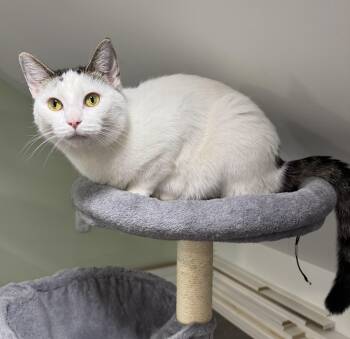 Rescue Domestic Short Hair Cats for Adoption in Goshen, Indiana - Carson | PetCurious