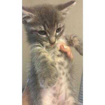 Fidget 23 -  Domestic Short Hair Cat for Adoption in Austin, Texas - Fidget 23 | PetCurious