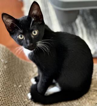 Ruby -  Tuxedo Cat for Adoption in Fort Myers, Florida - Ruby | PetCurious