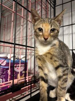 Pepper -  Domestic Short Hair Cat for Adoption in Metter, Georgia - Pepper | PetCurious