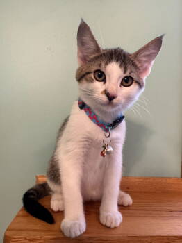 Rescue Domestic Short Hair Cats for Adoption in Minneapolis, Minnesota - Petroleum C4722 | PetCurious