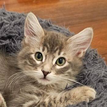 Uncle Jesse -  Domestic Medium Hair Cat for Adoption in Millcreek, Utah - Uncle Jesse | PetCurious