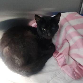 Harley -  Domestic Short Hair Cat for Adoption in Kingman, Arizona - Harley | PetCurious