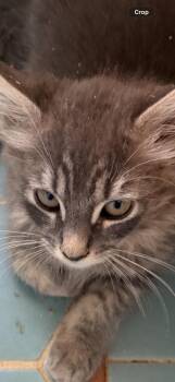 Sable -  Tabby Cat for Adoption in Beverly Hills, California - Sable | PetCurious