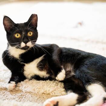 Bonny -  Domestic Short Hair Cat for Adoption in Briarcliff Manor, New York - Bonny | PetCurious
