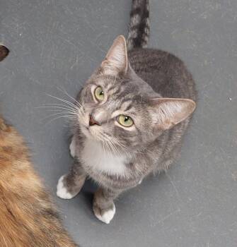 Rescue Domestic Short Hair Cats for Adoption in Williamsport, Pennsylvania - Socks Clark | PetCurious