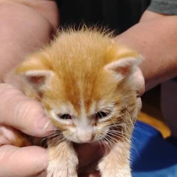 Bandit -  Domestic Short Hair Cat for Adoption in Grantsville, Utah - Bandit | PetCurious