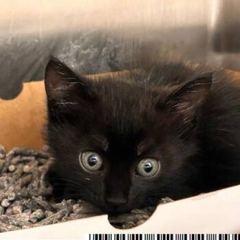 Nelson -  Domestic Short Hair Cat for Adoption in West Palm Beach, Florida - Nelson | PetCurious