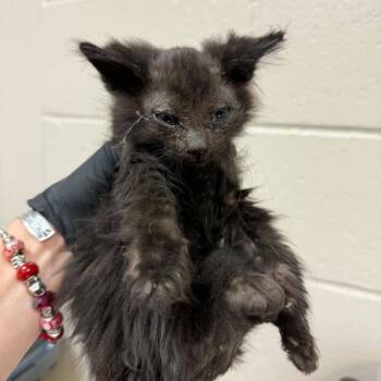 Otter -  Domestic Medium Hair Cat for Adoption in Reno, Nevada - Otter | PetCurious
