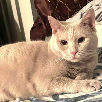 Olvina -  Domestic Short Hair Cat for Adoption in Port Chester, New York - Olvina | PetCurious