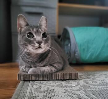 Marina -  Domestic Short Hair Cat for Adoption in Lemoyne, Pennsylvania - Marina | PetCurious