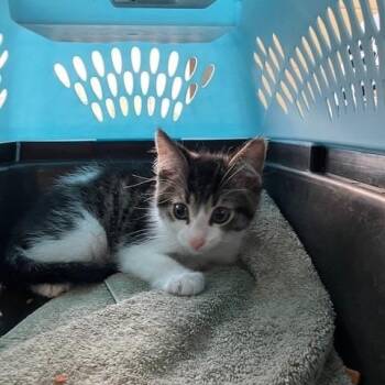 Smalls - Chow Hound Northland -  Domestic Short Hair Cat for Adoption in Grand Rapids, Michigan - Smalls - Chow Hound Northland | PetCurious