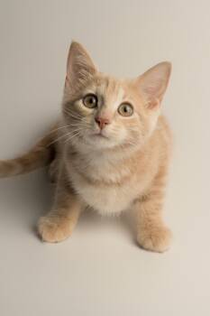 Button -  Domestic Short Hair Cat for Adoption in Stoughton, Wisconsin - Button | PetCurious