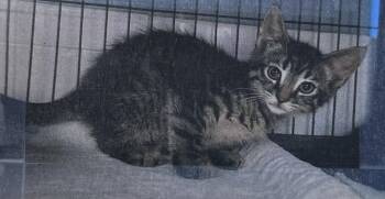 Meadow Freeport -  Domestic Short Hair Cat for Adoption in Westbury, New York - Meadow Freeport | PetCurious