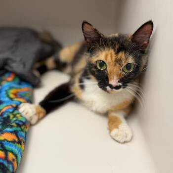Madison -  Domestic Short Hair Cat for Adoption in Sarasota, Florida - Madison | PetCurious