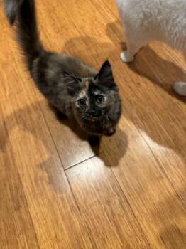 Tropez -  Domestic Long Hair Cat for Adoption in Fulton, New York - Tropez | PetCurious