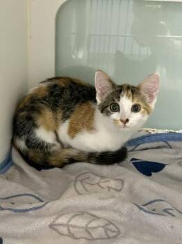 Kiara -  Domestic Medium Hair Cat for Adoption in Muskegon, Michigan - Kiara | PetCurious