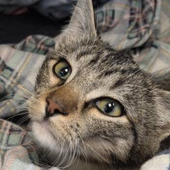 Ari -  Domestic Short Hair Cat for Adoption in Durango, Colorado - Ari | PetCurious