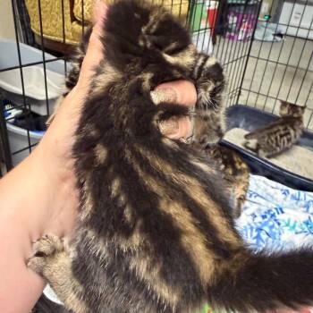 American Shorthair Cats Available for Adoption in Mount Vernon, Arkansas - Charlize Theron | PetCurious