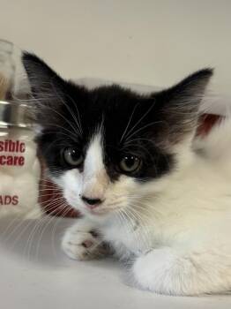 Louie -  Domestic Medium Hair Cat for Adoption in Greenfield, Indiana - Louie | PetCurious