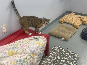 Tick -  Domestic Short Hair Cat for Adoption in Trenton, Maine - Tick | PetCurious