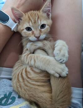 Cheese bonded with Pickles -  Domestic Short Hair Cat for Adoption in Ellicott City, Maryland - Cheese Bonded With Pickles | PetCurious