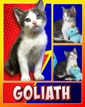 Goliath -  Domestic Short Hair Cat for Adoption in Fremont, Nebraska - Goliath | PetCurious