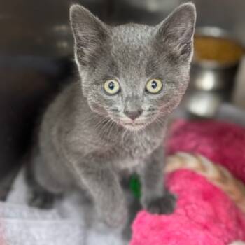 Rescue Domestic Short Hair Cats for Adoption in Redwood Falls, Minnesota - Barney | PetCurious